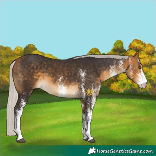 Horse Color:White Spotted Silver Buckskin