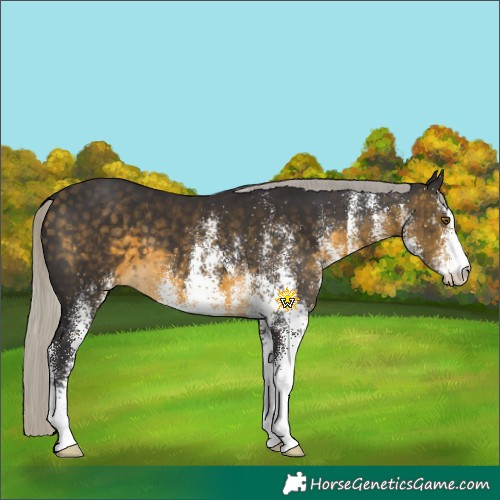 Horse Color:White Spotted Silver Buckskin 