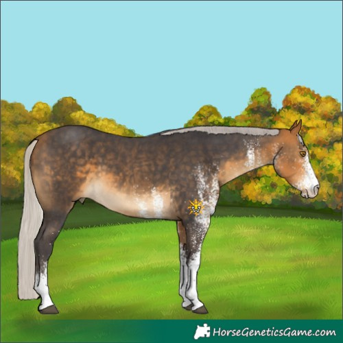 Horse Color:White Spotted Silver Buckskin 