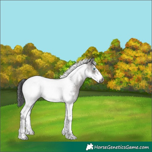Horse Color:Gray Smoky Grullo Roan Tobiano Frame 