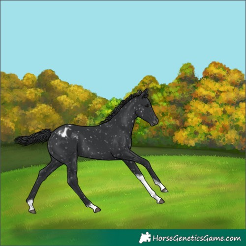 Horse Color:Black Tobiano Appaloosa 