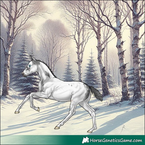 Horse Color:White Spotted Black Splash Tobiano Frame Appaloosa 