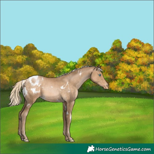 Horse Color:White Spotted Chocolate Palomino Pearl Appaloosa 