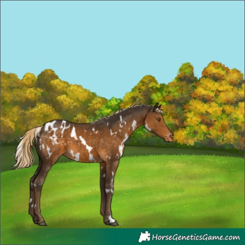 Horse Color:White Spotted Chocolate Palomino Appaloosa 