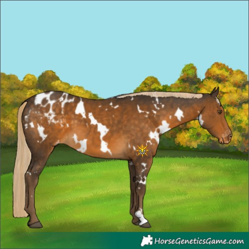 Horse Color:White Spotted Chocolate Palomino Appaloosa 