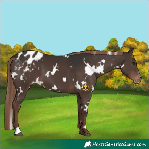 Horse Color:White Spotted Liver Chestnut Appaloosa