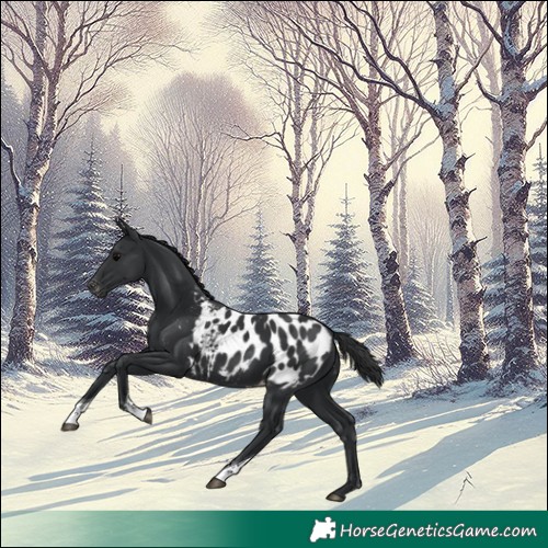 Horse Color:Black Tobiano Appaloosa 