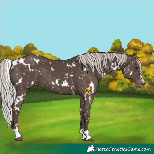 Horse Color:White Spotted Silver Black Appaloosa