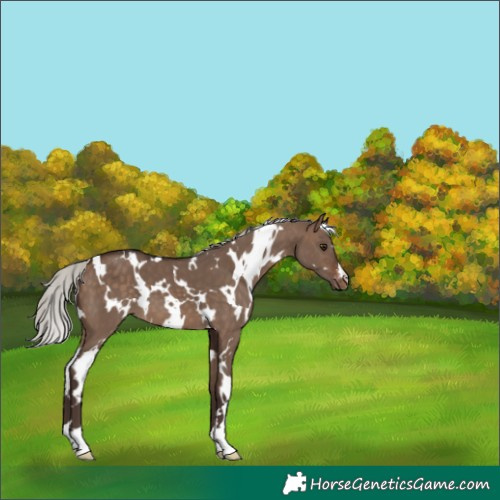 Horse Color:White Spotted Silver Brown Dun Appaloosa 