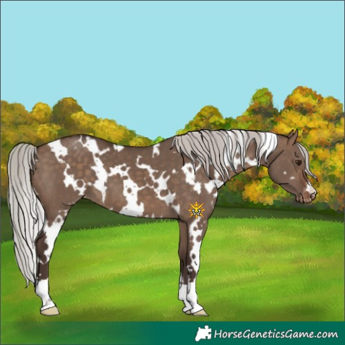 Horse Color:White Spotted Silver Brown Dun Varnish 