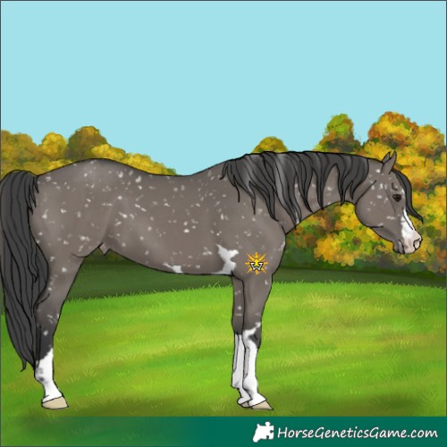 Horse Color:Grullo Appaloosa