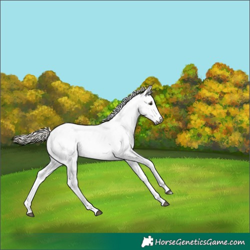 Horse Color:Gray Silver Buckskin Splash Tobiano Frame Appaloosa 
