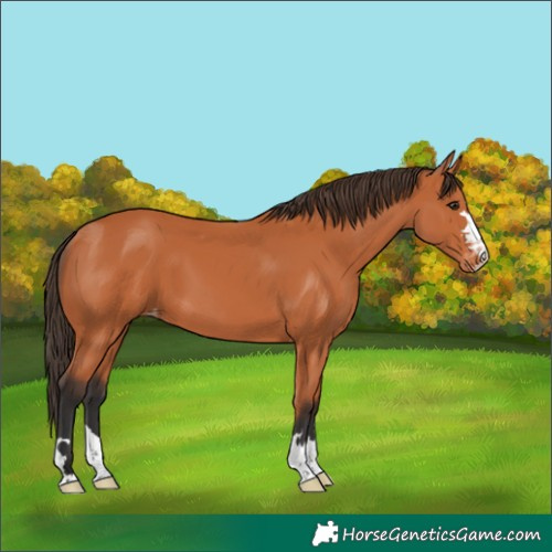 Horse Color:Bay Appaloosa