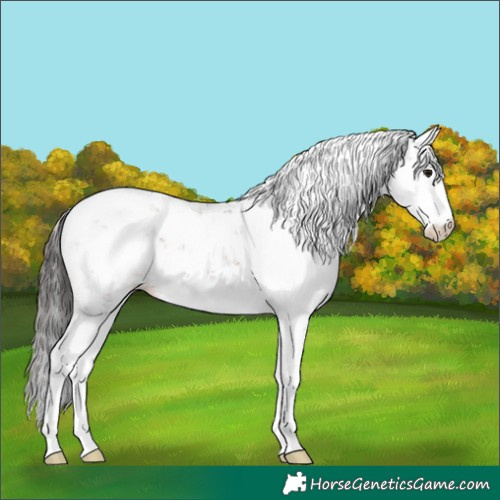 Horse Color:Brown Sabino 