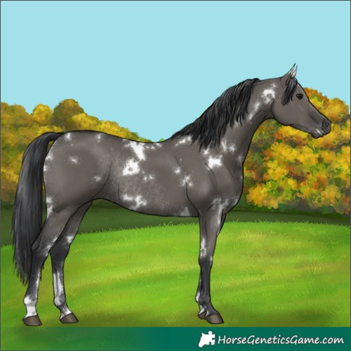Horse Color:White Spotted Grullo Rabicano