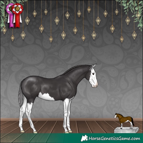 Horse Color:Smoky Black Sabino Splash 