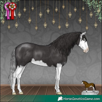 Horse Color:Smoky Black Sabino Splash