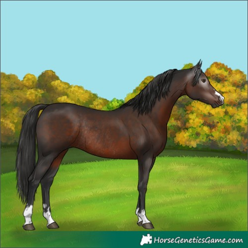 Horse Color:Gray Liver Chestnut Rabicano 