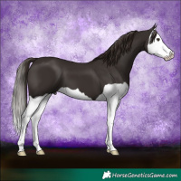 Horse Color:Liver Chestnut Splash