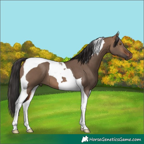 Horse Color:Brown Dun Tobiano 