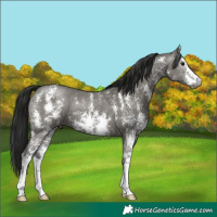 Horse Color:Gray Grullo Sabino 