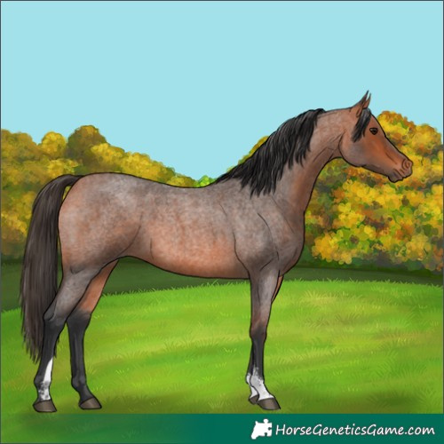 Horse Color:Bay Roan Sabino 