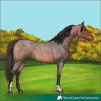 Horse Color:Bay Roan Sabino