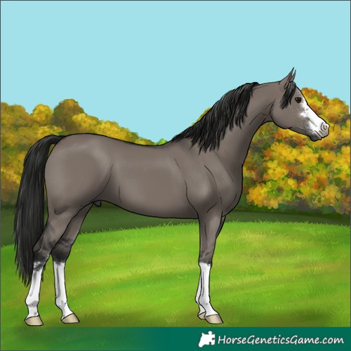 Horse Color:Gray Grullo 