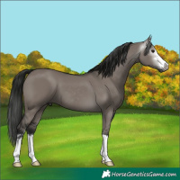 Horse Color:Gray Grullo 