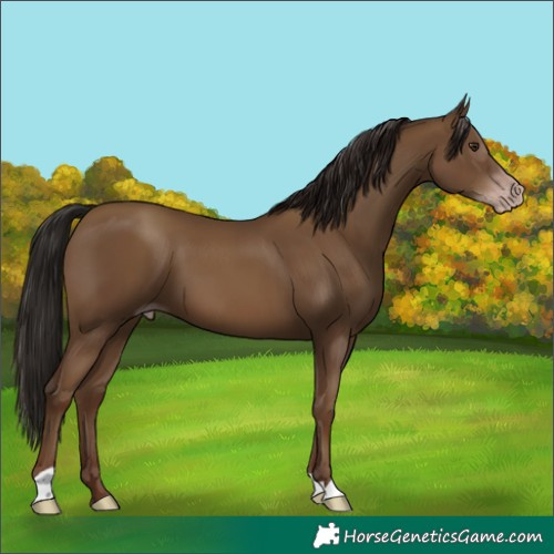 Horse Color:Gray Classic Champagne 