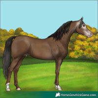 Horse Color:Gray Classic Champagne