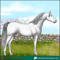 Horse Color:Gray White Spotted Black Sabino Rabicano 