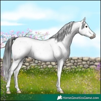 Horse Color:Gray White Spotted Black Sabino Rabicano 