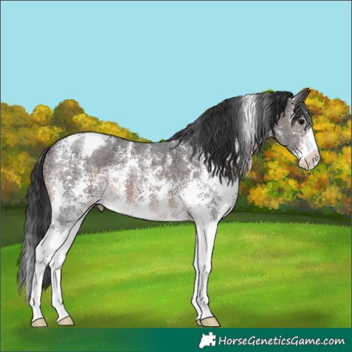 Horse Color:Brown Sabino Appaloosa