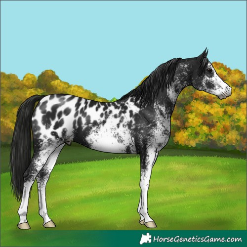 Horse Color:Gray White Spotted Black Appaloosa 