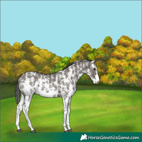 Horse Color:Grullo Sabino