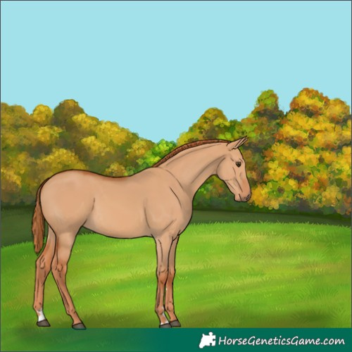 Horse Color:Red Dun Rabicano 
