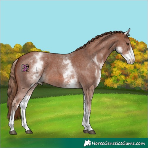 Horse Color:White Spotted Chestnut Sabino