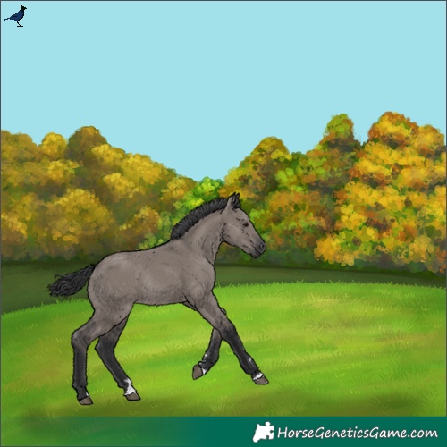 Horse Color:Grullo Rabicano