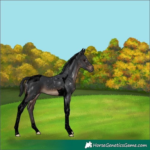 Horse Color:Void Brown Tobiano 