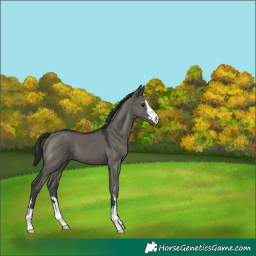 Horse Color:Grullo
