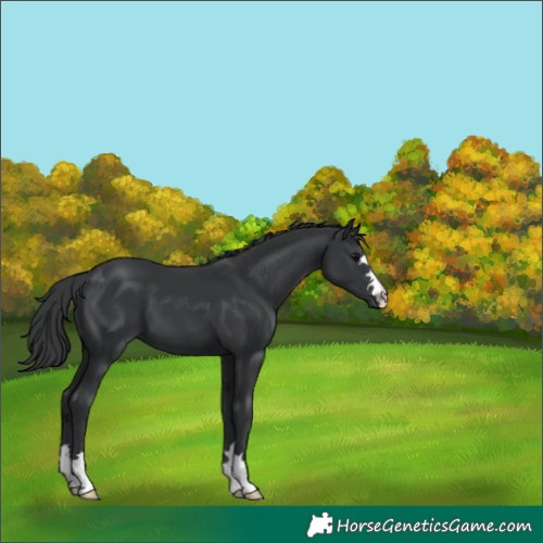Horse Color:Black 