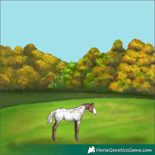 Horse Color:Silver Black Frame Appaloosa 