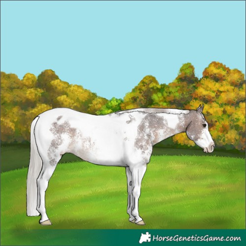 Horse Color:Silver Brown Sabino Tobiano Appaloosa Rabicano