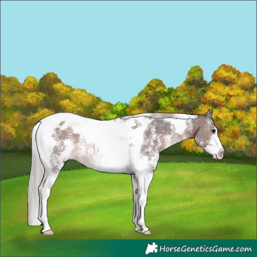 Horse Color:Silver Brown Sabino Tobiano Appaloosa Rabicano 