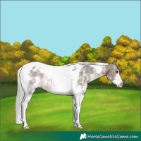 Horse Color:Silver Brown Sabino Tobiano Appaloosa Rabicano