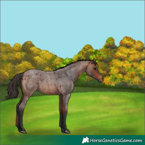 Horse Color:Bay Roan