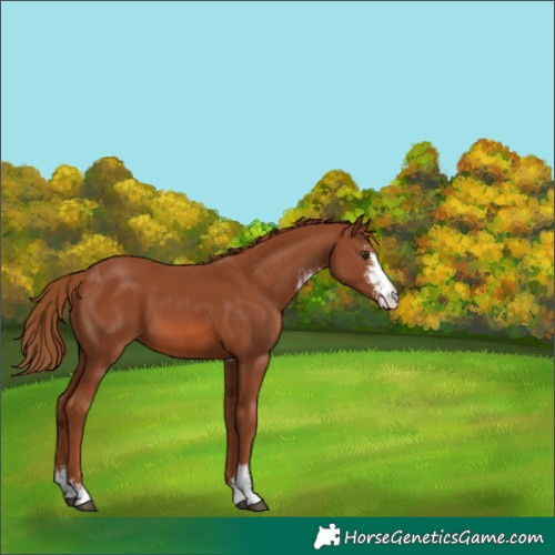 Horse Color:Chestnut Sabino