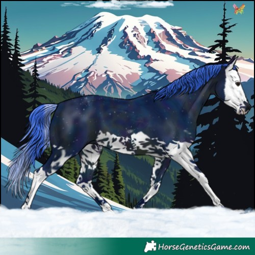 Horse Color:Watercolor Midnight Bay Splash 