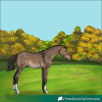 Horse Color:Brown Dun